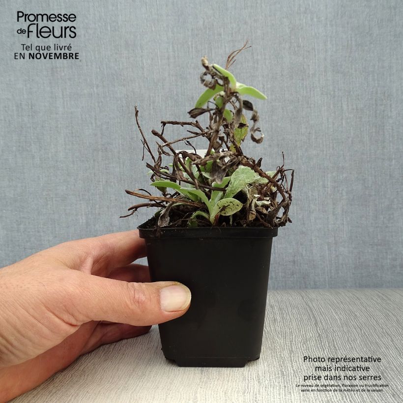 Amostra de Anaphalis triplinervis Vaso de 8/9 cm tal como entregue no outono