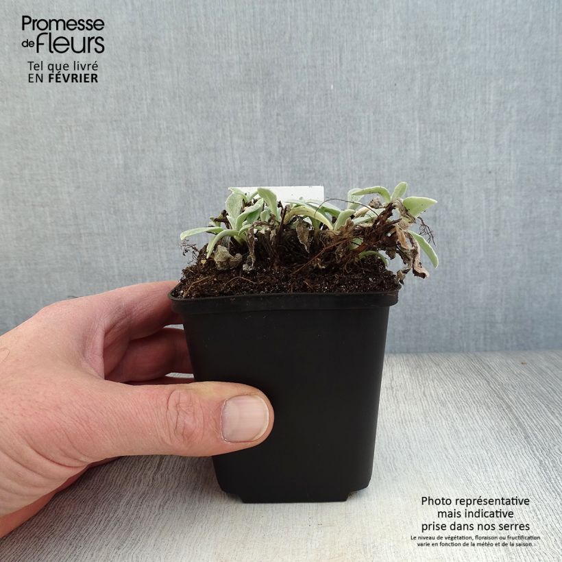 Amostra de Anaphalis triplinervis - Immortelle de l'Himalaya Vaso de 8/9 cm tal como entregue no inverno