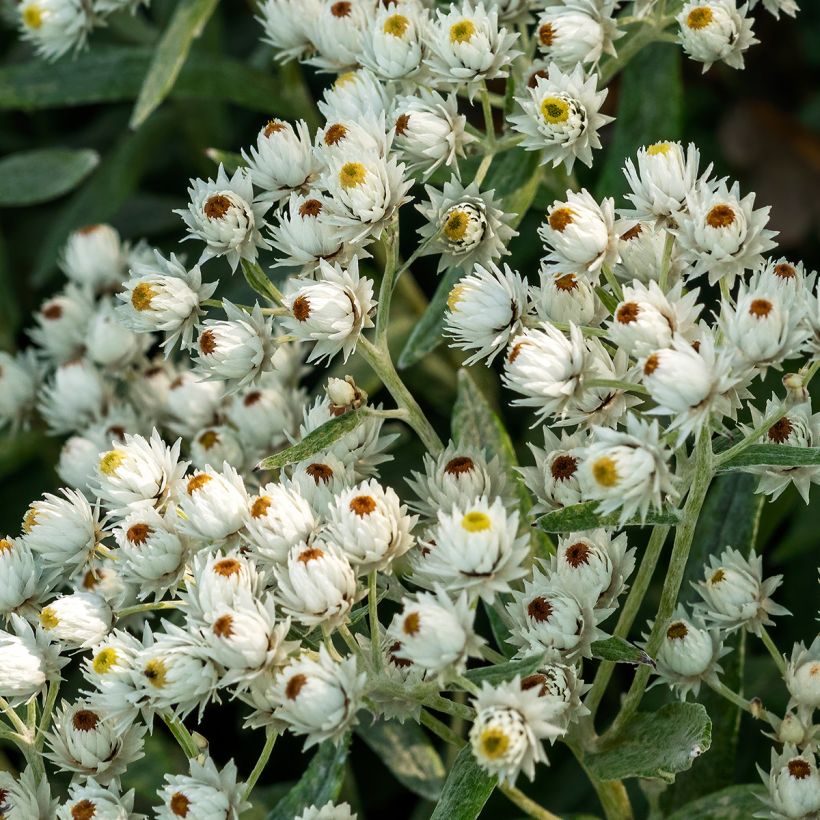 Anaphalis triplinervis Sommerschnee (Floração)