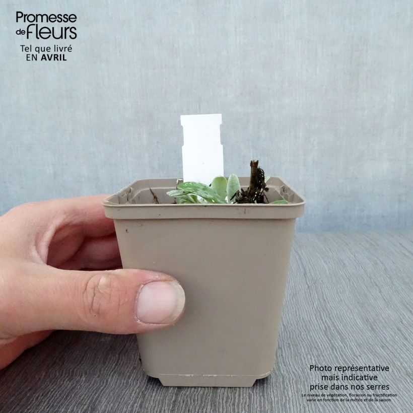 Amostra de Anaphalis triplinervis Sommerschnee Vaso de 8/9 cm tal como entregue na primavera