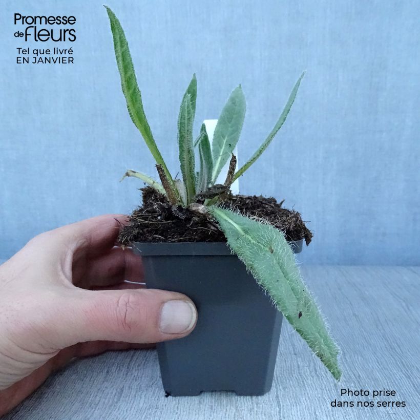 Amostra de Anchusa azurea Dropmore - Buglosse d'Italie Vaso de 8/9 cm tal como entregue no inverno