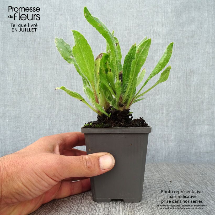 Amostra de Anchusa azurea Dropmore Vaso de 8/9 cm tal como entregue no verão