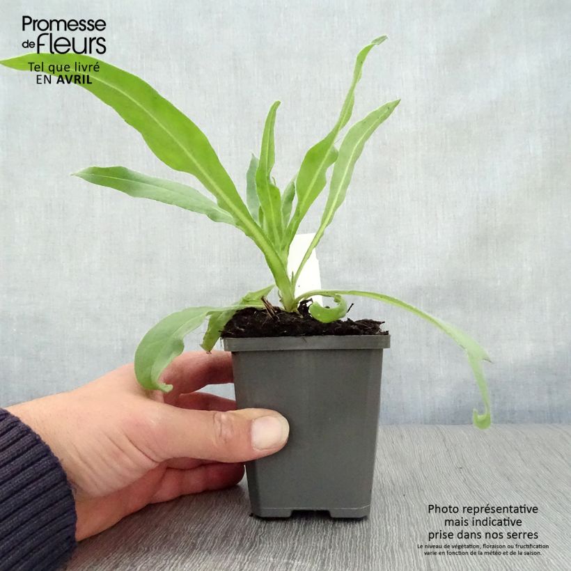 Amostra de Anchusa azurea Dropmore Vaso de 8/9 cm tal como entregue na primavera