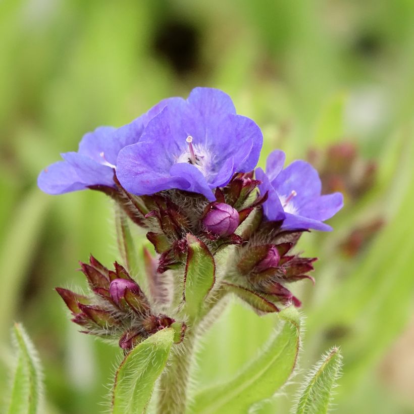 Anchusa azurea Loddon Royalist (Floração)