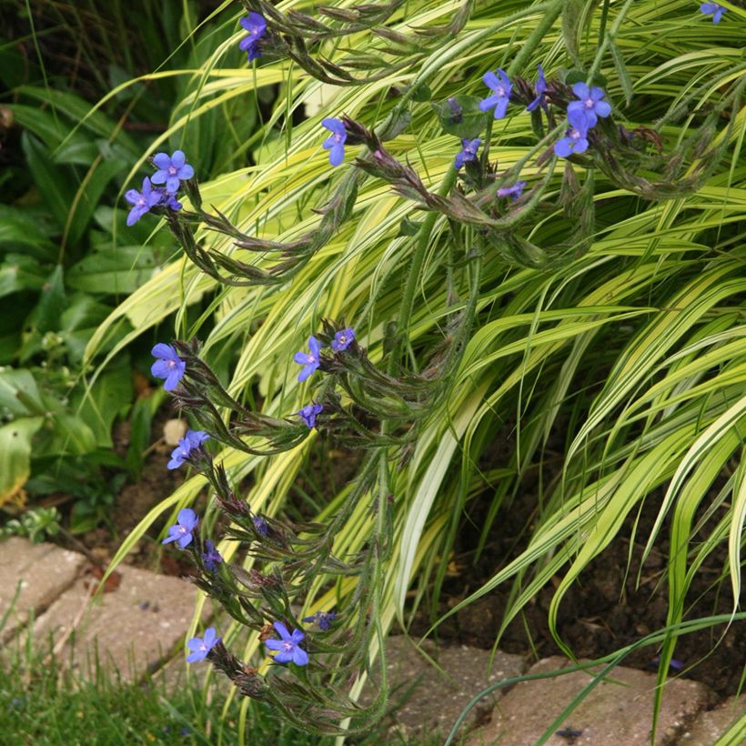 Anchusa azurea Loddon Royalist (Hábito)