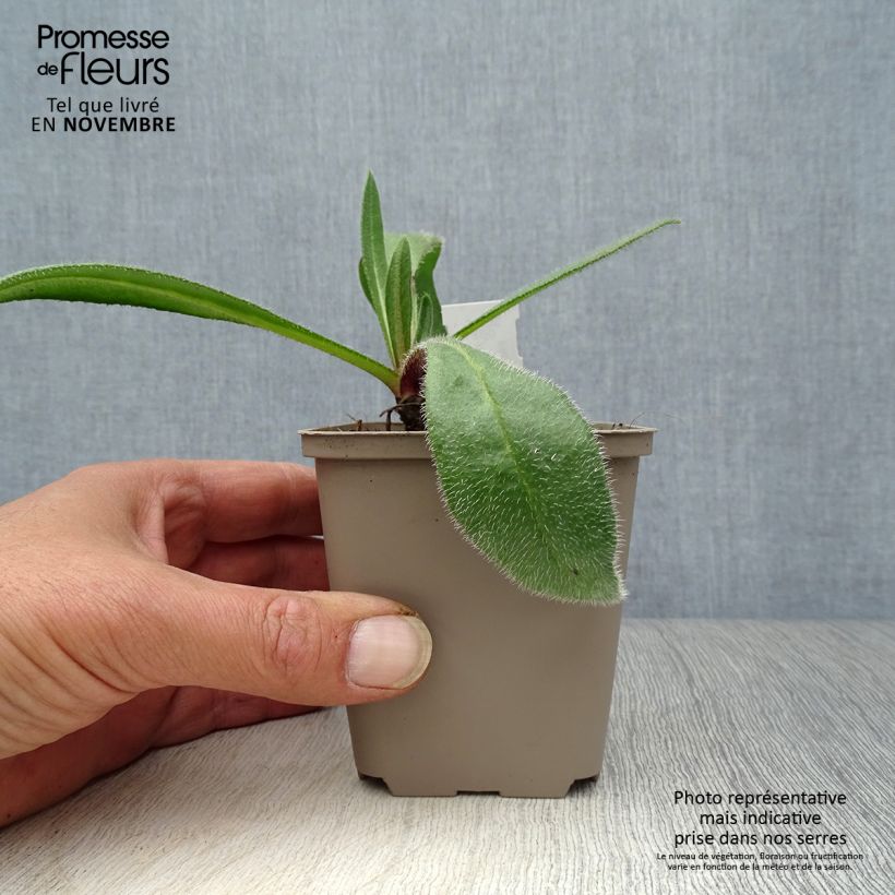 Amostra de Anchusa azurea Loddon Royalist Vaso de 8/9 cm tal como entregue no outono