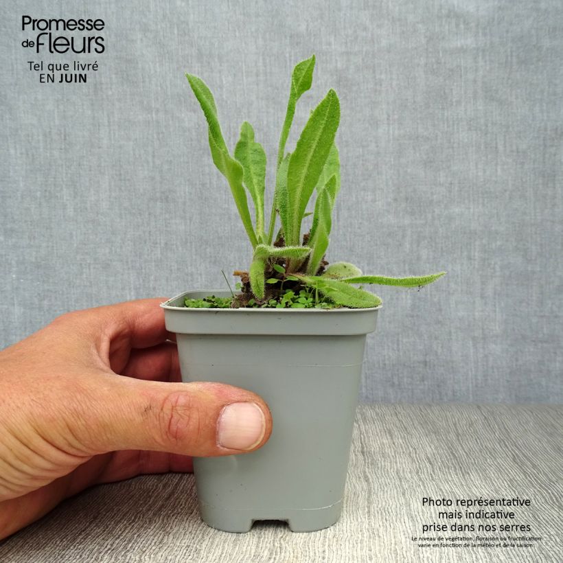 Amostra de Anchusa azurea Loddon Royalist Vaso de 8/9 cm tal como entregue no verão
