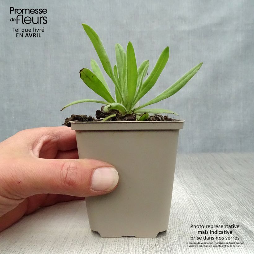 Amostra de Anchusa azurea Loddon Royalist Vaso de 8/9 cm tal como entregue na primavera