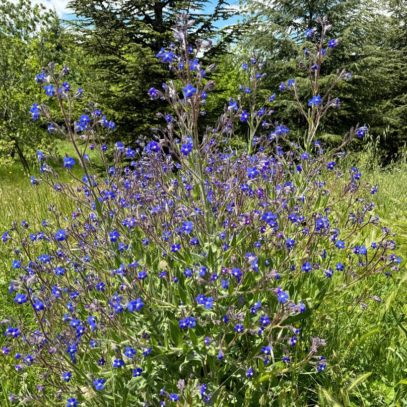 Anchusa azurea Feltham Pride - Âncusa-azul (Hábito)