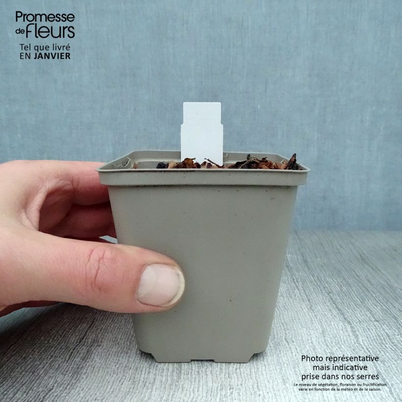 Amostra de Aquilégia atrata Vaso de 8/9 cm tal como entregue no inverno