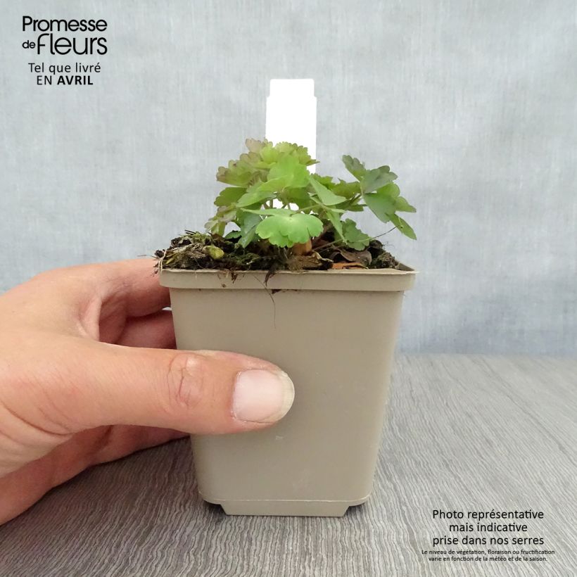 Amostra de Aquilégia atrata Vaso de 8/9 cm tal como entregue na primavera