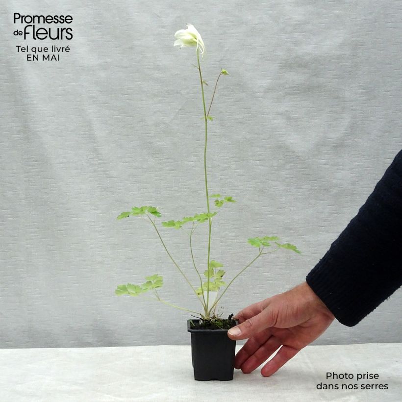 Amostra de Aquilégia caerulea Kristall Vaso de 8/9 cm tal como entregue na primavera