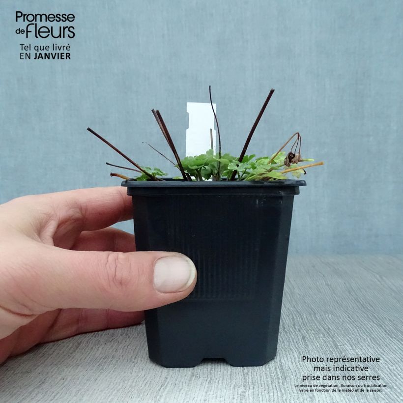 Amostra de Aquilégia caerulea Kristall Vaso de 8/9 cm tal como entregue no inverno