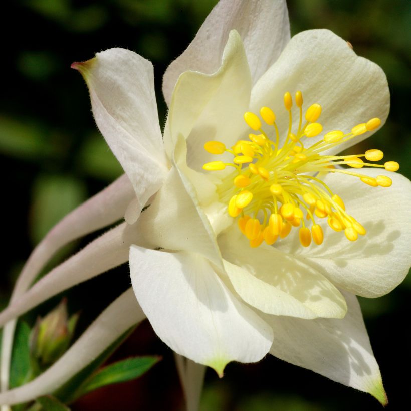 Aquilégia caerulea Kristall (Floração)