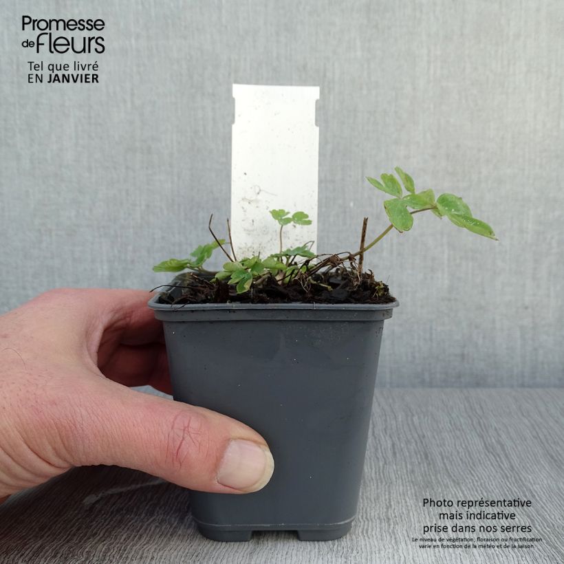 Amostra de Ancolie - Aquilegia caerulea Rose Queen Vaso de 8/9 cm tal como entregue no inverno