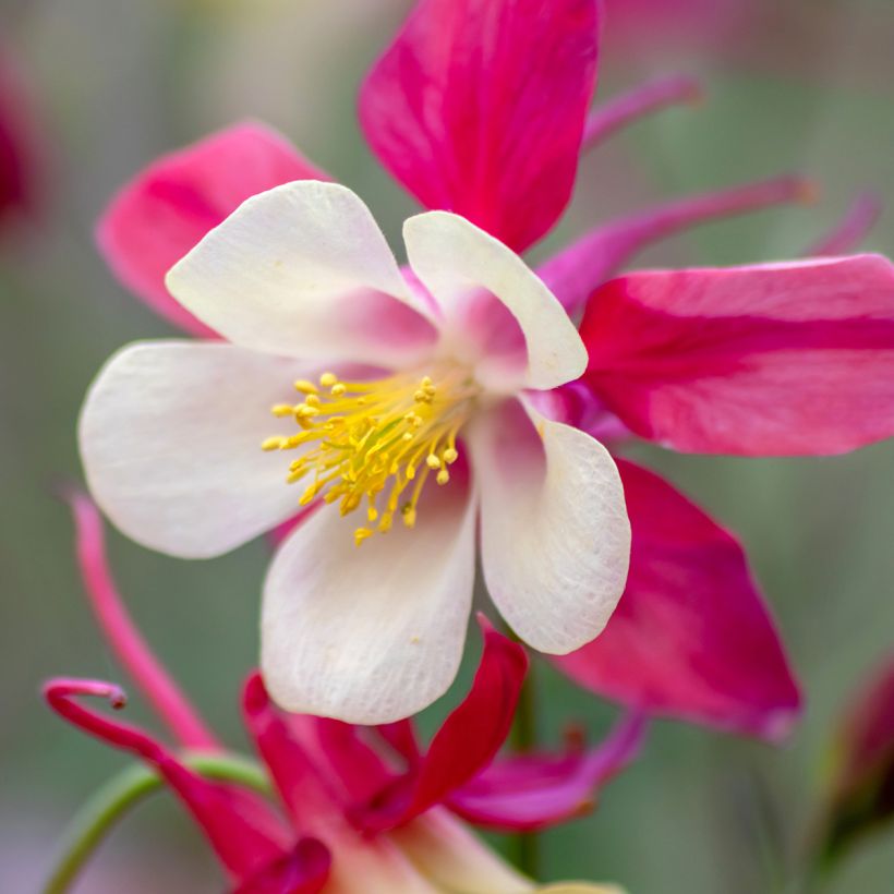 Aquilégia caerulea Rose Queen (Floração)