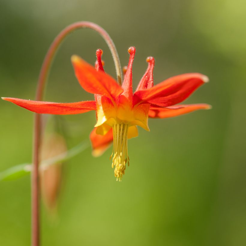 Aquilégia formosa (Floração)