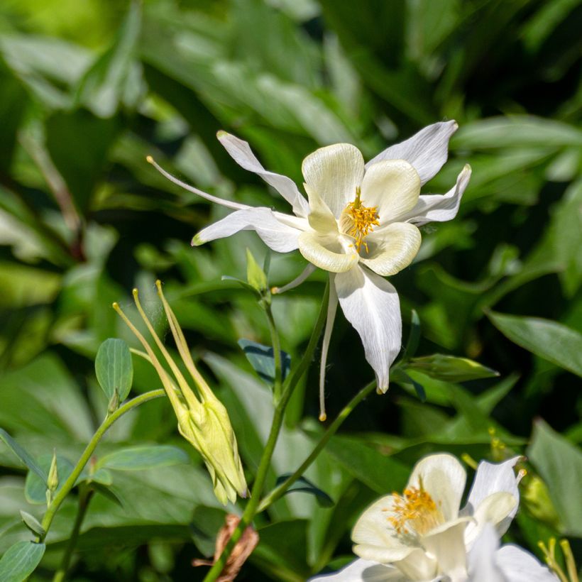 Aquilégia fragrans (Floração)