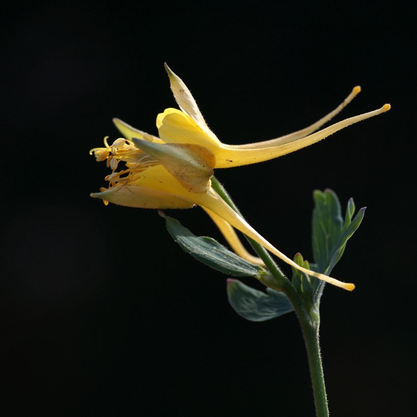 Aquilégia longissima (Floração)
