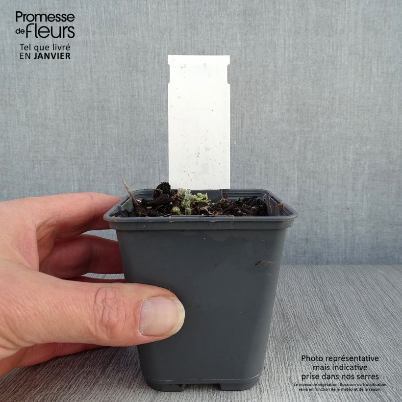 Amostra de Ancolie, Aquilegia sibirica Vaso de 8/9 cm tal como entregue no inverno