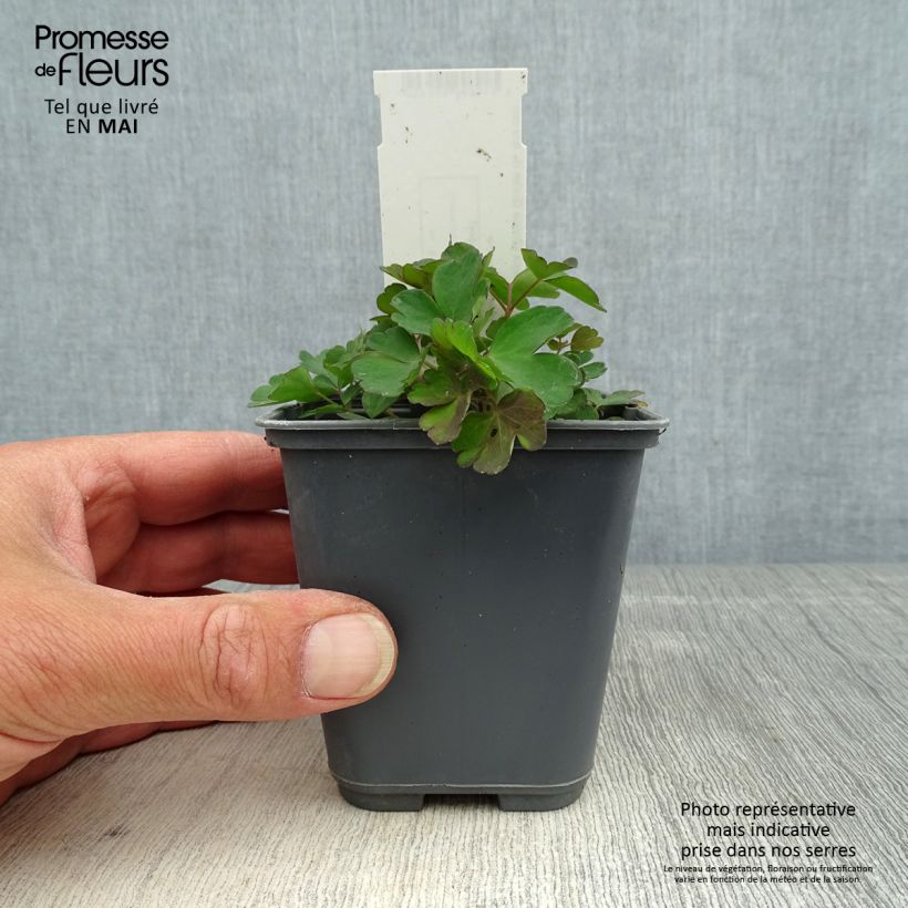 Amostra de Aquilégia sibirica Vaso de 8/9 cm tal como entregue na primavera