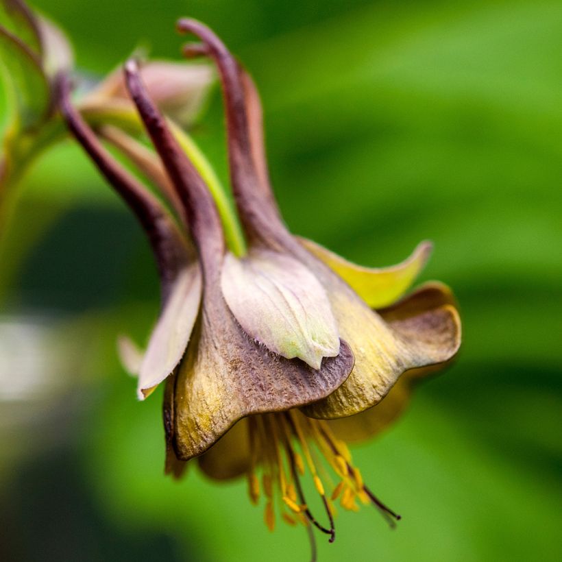 Aquilégia viridiflora (Floração)