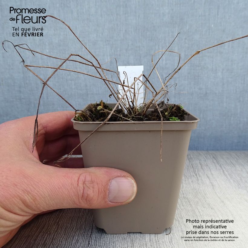 Amostra de Aquilégia vulgaris Vaso de 8/9 cm tal como entregue no inverno