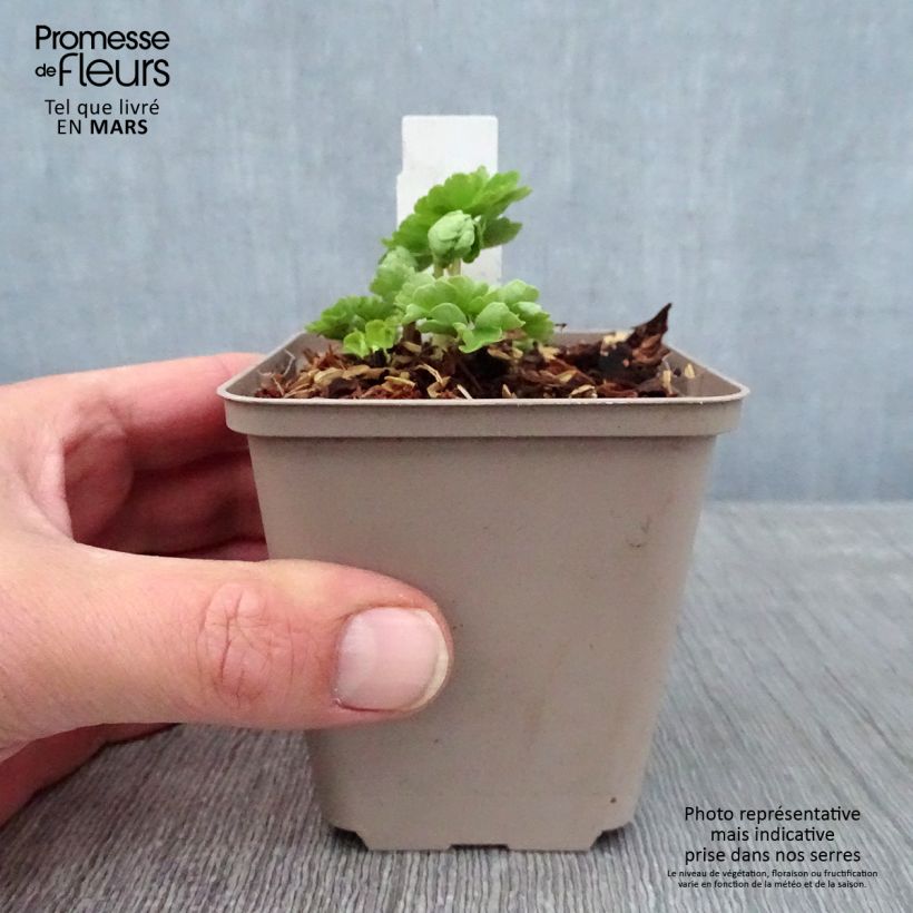 Amostra de Aquilégia vulgaris Munstead White Vaso de 8/9 cm tal como entregue no inverno