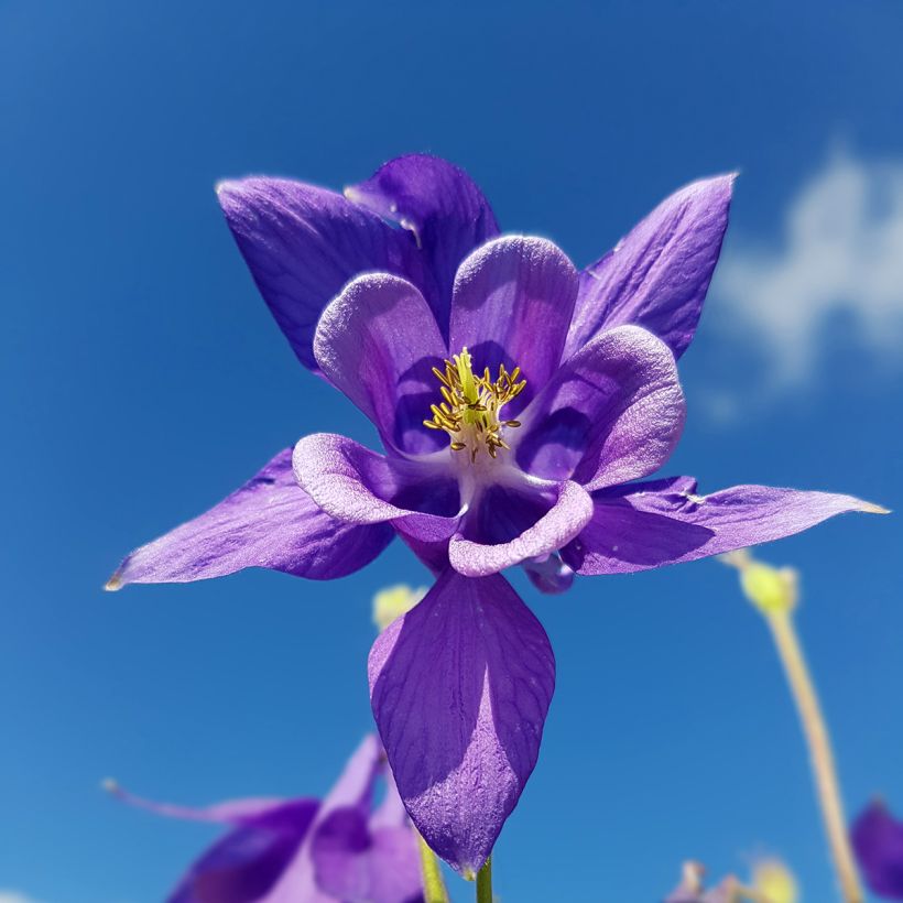 Aquilégia vulgaris (Floração)