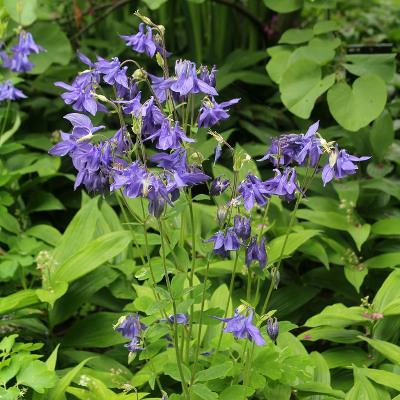 Aquilégia vulgaris (Hábito)