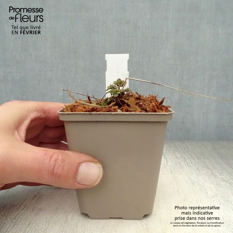 Amostra de Aquilégia Blue Star Vaso de 7/8 cm tal como entregue no inverno