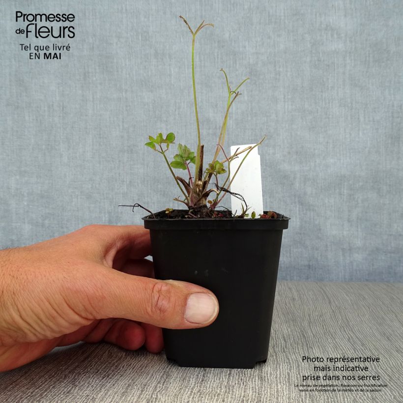 Amostra de Aquilégia Blue Star Vaso de 7/8 cm tal como entregue na primavera