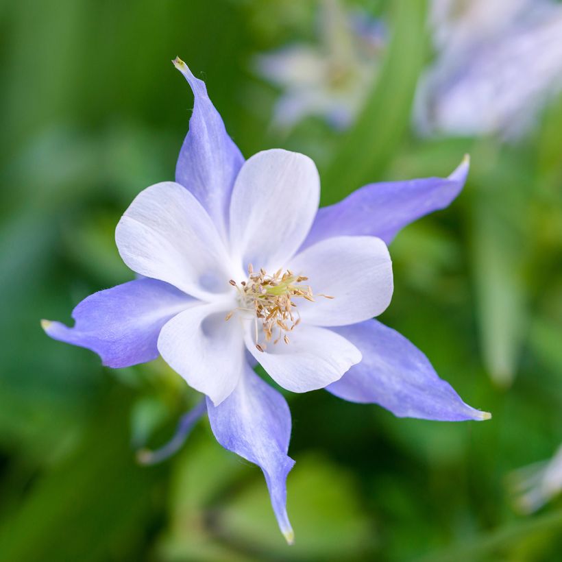 Aquilégia Blue Star (Floração)