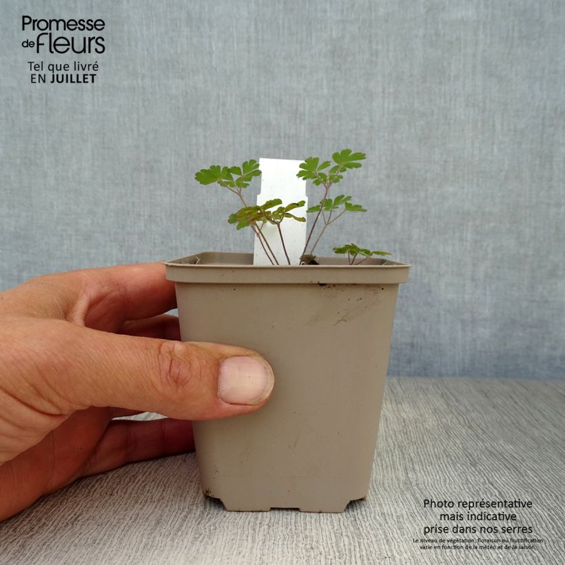 Amostra de Aquilégia viridiflora Chocolate Soldier Vaso de 8/9 cm tal como entregue no verão