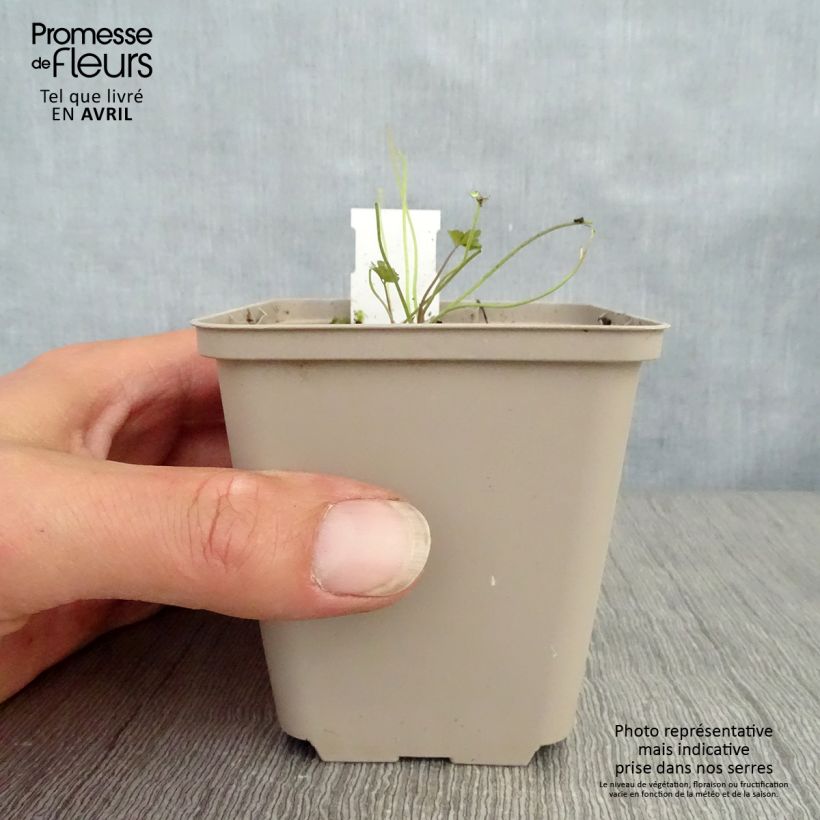 Amostra de Aquilégia viridiflora Chocolate Soldier Vaso de 8/9 cm tal como entregue na primavera