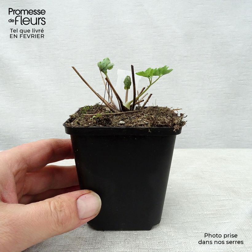 Amostra de Ancolie Clementine Blue - Aquilegia vulgaris Vaso de 8/9 cm tal como entregue no inverno