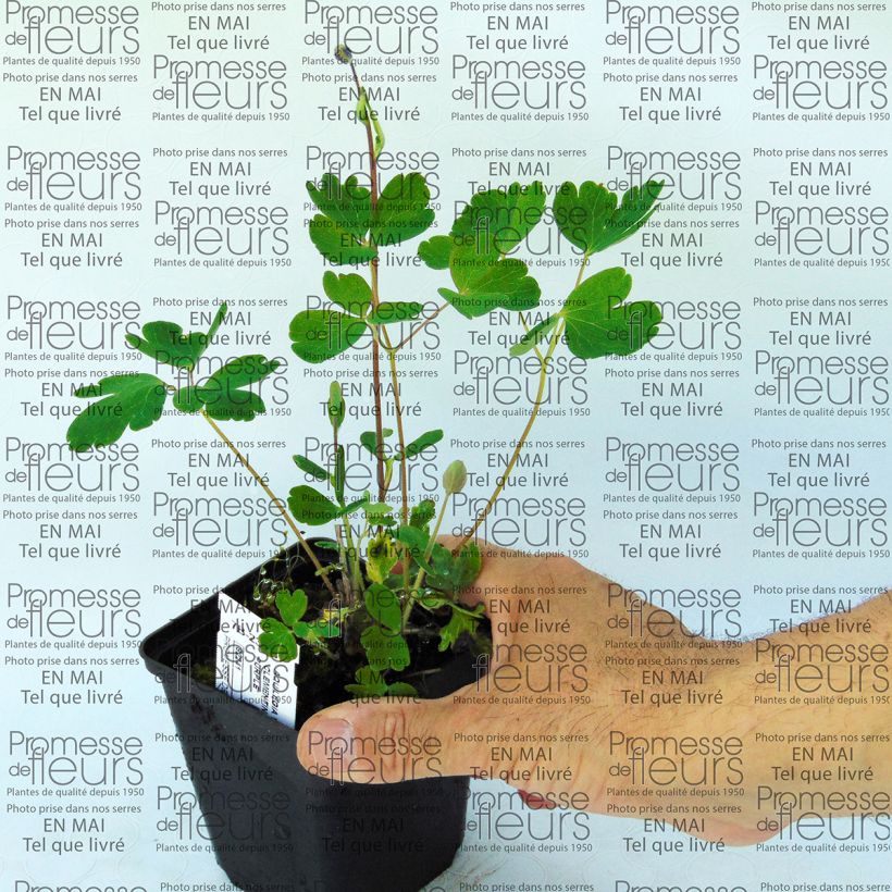 Exemplo de amostra de Ancolie Clementine Dark Purple - Aquilegia vulgaris Vaso de 8/9 cm tal como entregue