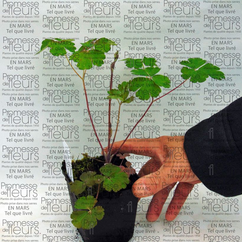 Exemplo de amostra de Ancolie Clementine Salmon Rose - Aquilegia vulgaris Vaso de 8/9 cm tal como entregue