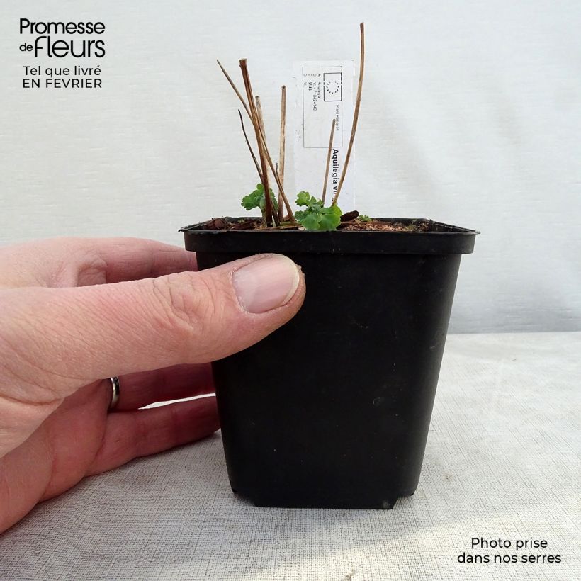 Amostra de Ancolie Clementine White - Aquilegia vulgaris Vaso de 8/9 cm tal como entregue no inverno