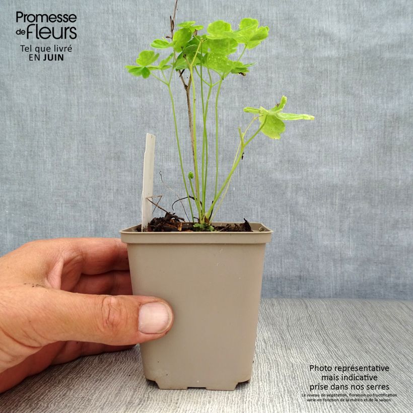 Amostra de Aquilégia vulgaris Clementine White Vaso de 8/9 cm tal como entregue no verão