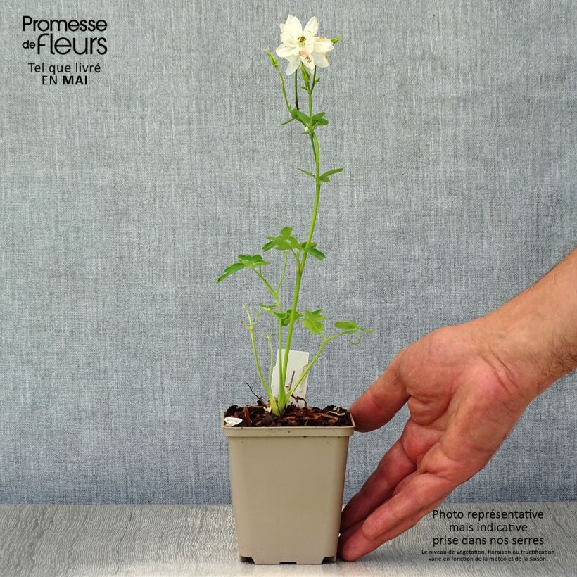 Amostra de Aquilégia vulgaris Clementine White Vaso de 8/9 cm tal como entregue na primavera