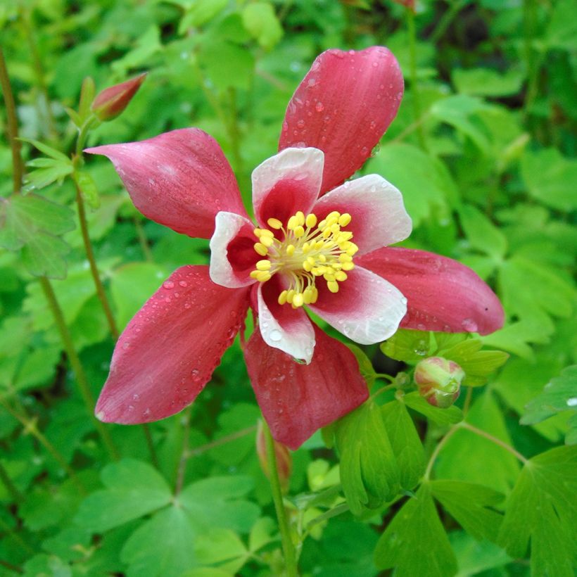 Aquilégia vulgaris Crimson Star (Floração)