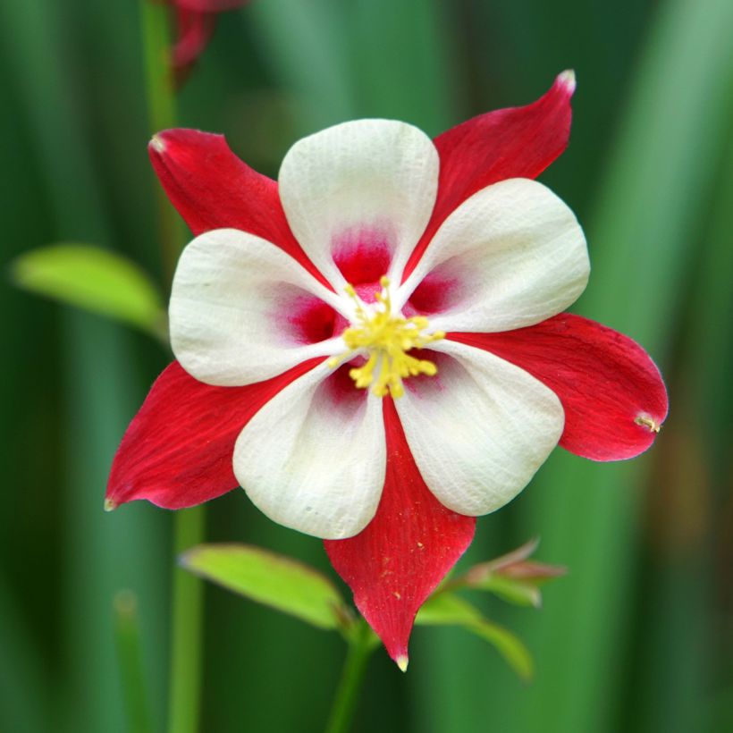 Aquilégia vulgaris Crimson Star (Floração)