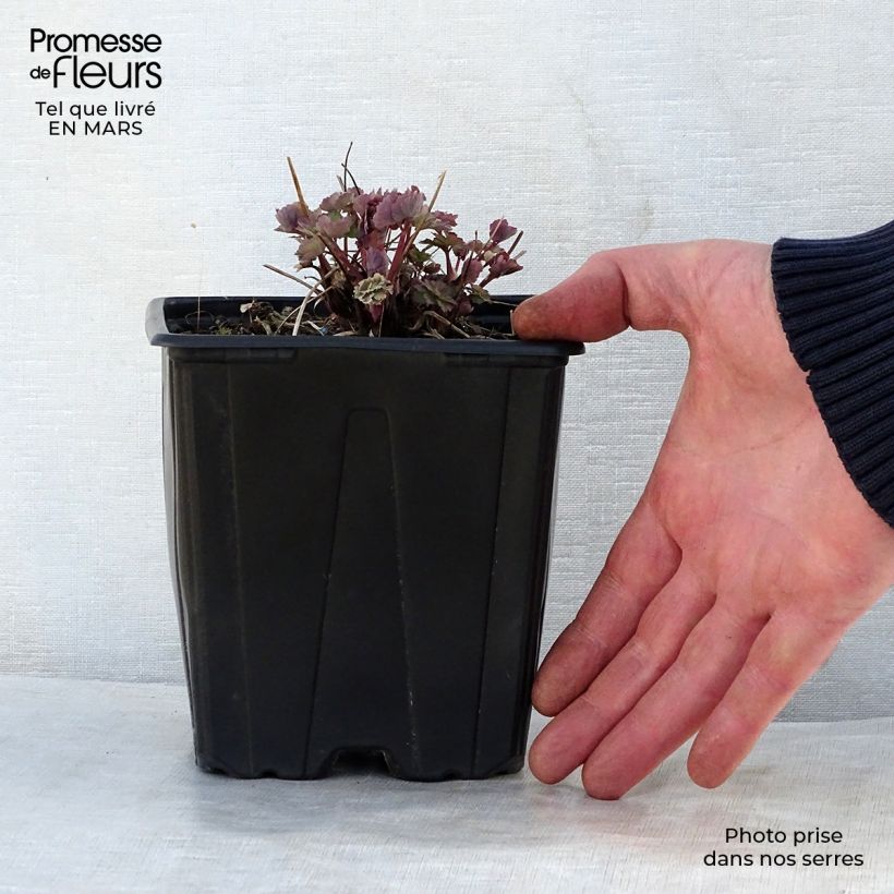 Amostra de Aquilégia vulgaris Crimson Star Vaso de 2 L/3 L tal como entregue na primavera