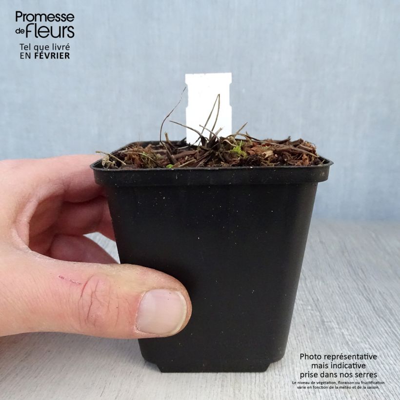 Amostra de Aquilégia vulgaris Green Apples Vaso de 8/9 cm tal como entregue no inverno