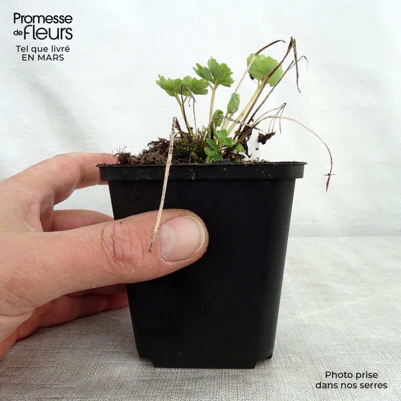 Amostra de Aquilégia vulgaris Green Apples Vaso de 8/9 cm tal como entregue na primavera