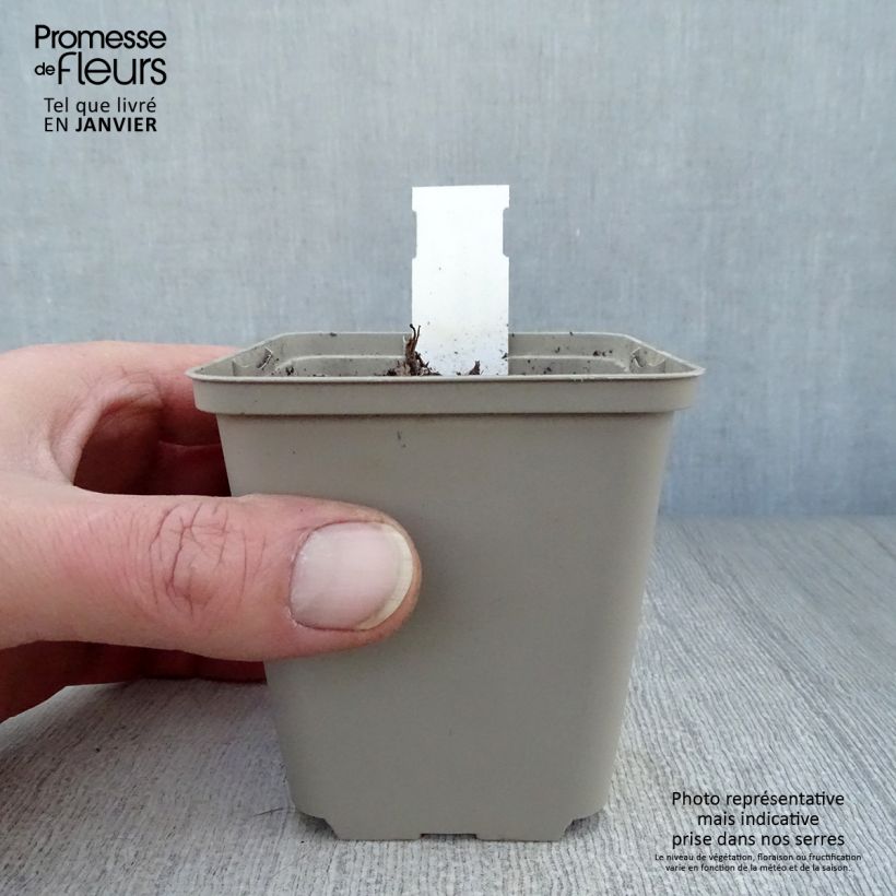 Amostra de Aquilégia vulgaris Blue Barlow Vaso de 8/9 cm tal como entregue no inverno