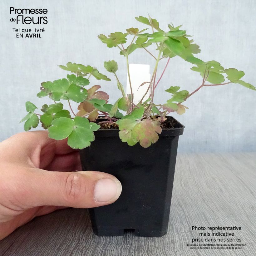 Amostra de Aquilégia vulgaris Blue Barlow Vaso de 8/9 cm tal como entregue na primavera