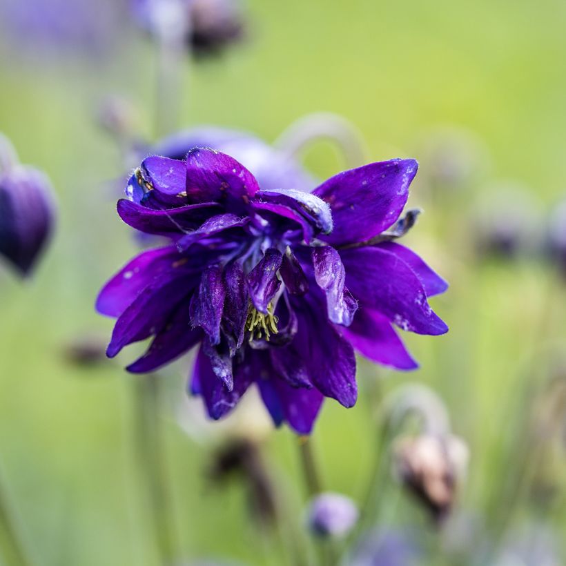 Aquilégia vulgaris Blue Barlow (Floração)