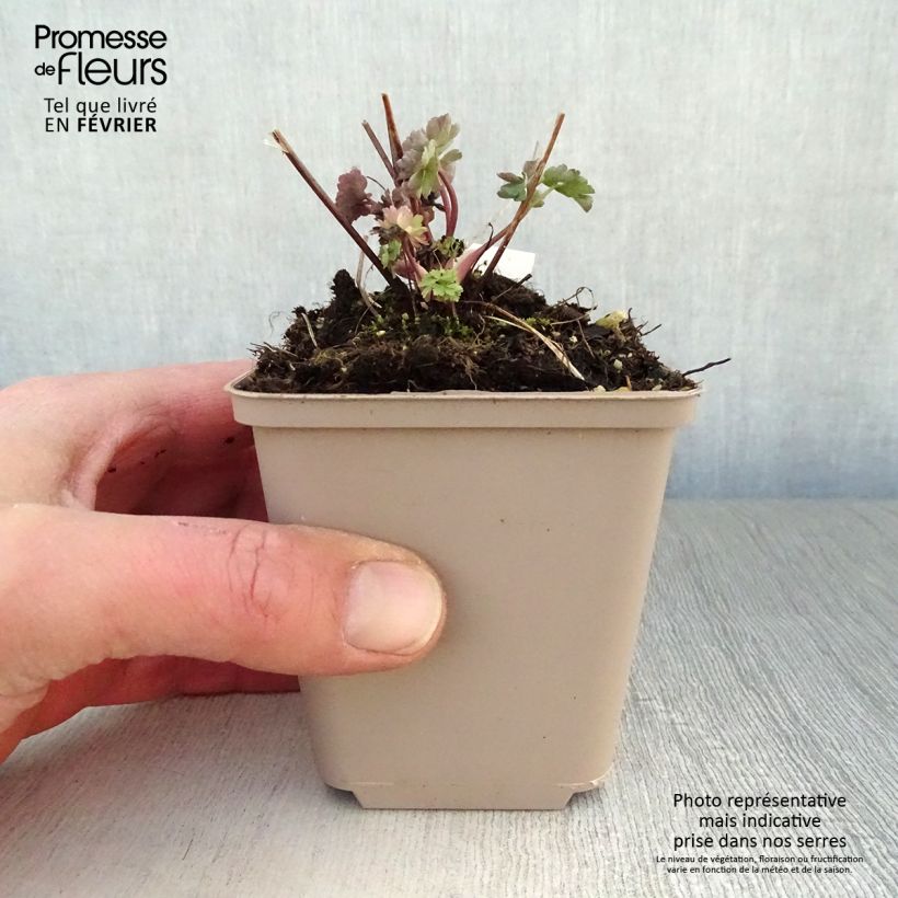 Amostra de Ancolie Mrs M. Nicholls - Aquilegia (x) hybrida Vaso de 8/9 cm tal como entregue no inverno